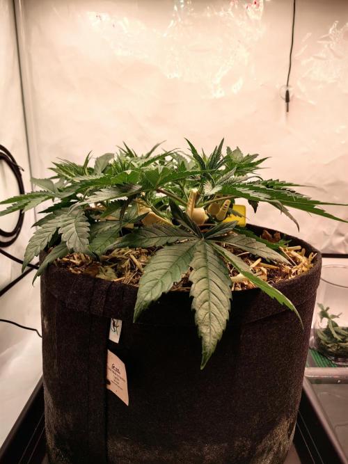 Aufs neue. Week 5 - Gelato
13.11