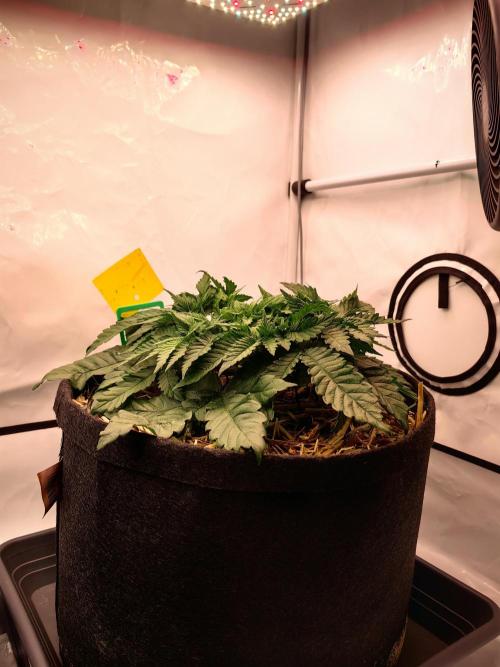 Aufs neue. Week 5 - Ultra violett GMO
13.11