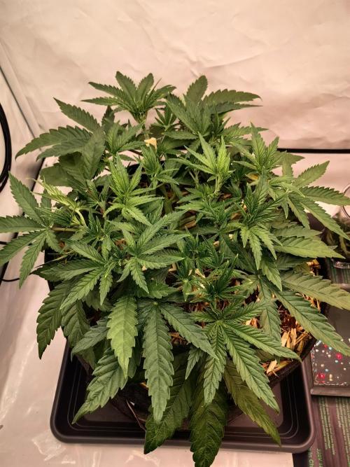 Aufs neue. Week 5 - Gelato 13.11