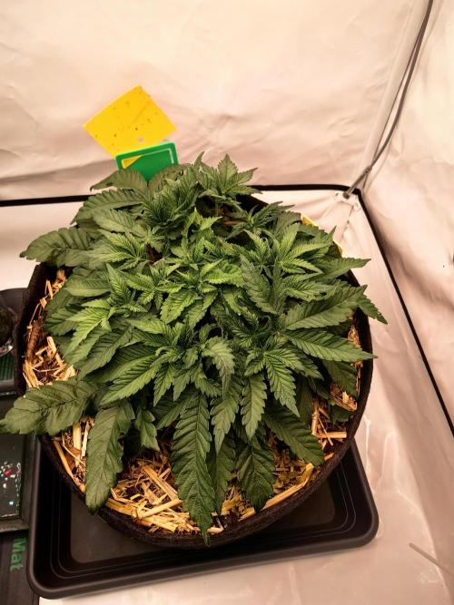 Aufs neue. Week 5 - Ultra violett GMO
13.11