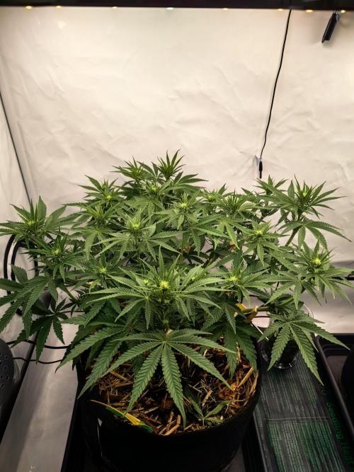 Aufs neue. Week 7 - Gelato
