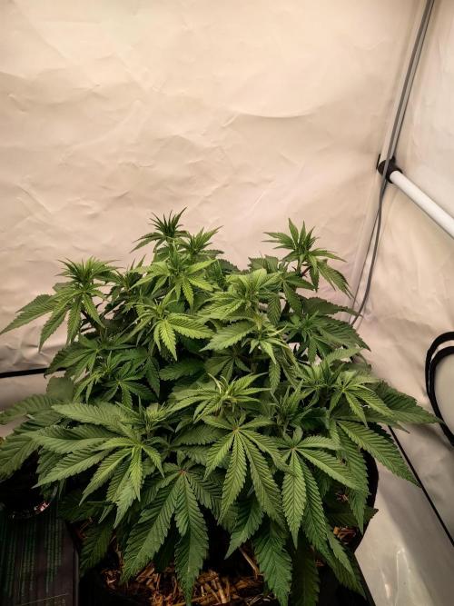 Aufs neue. Week 7 - Ultra violett GMO 