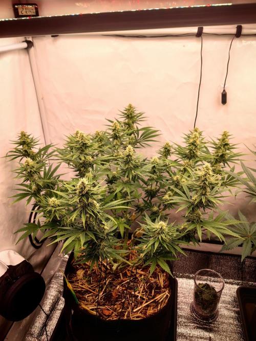 Aufs neue. Week 10 - Gelato
11.12