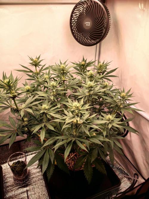 Aufs neue. Week 10 - Ultra violett GMO 
11.12