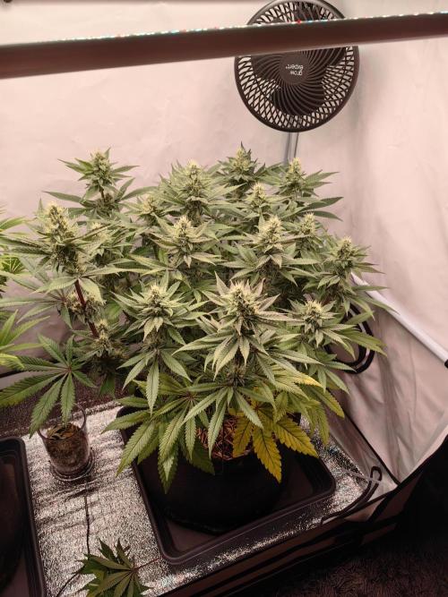 Aufs neue. Week 11 - Ultra violett GMO 
20.12