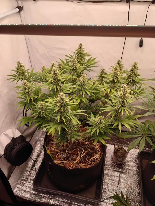 Aufs neue. Week 11 - Gelato 
20.12