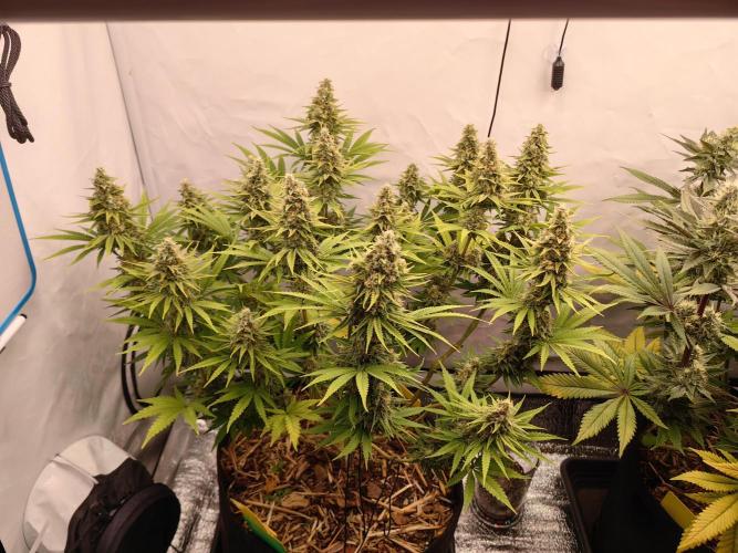 Aufs neue. Week 12 - Gelato 