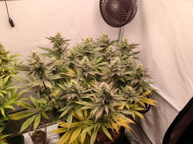 Aufs neue. Week 12 - Ultra violett GMO
