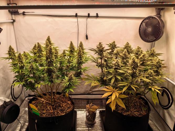 The different ladys. Week 13