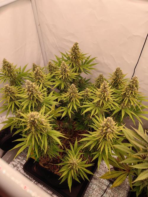 The different ladys. Week 13