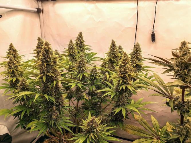 The different ladys. Week 13