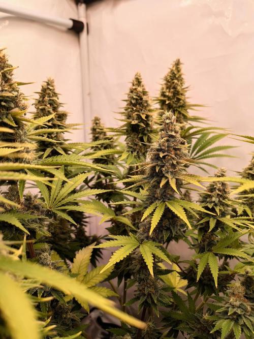 The different ladys. Week 13