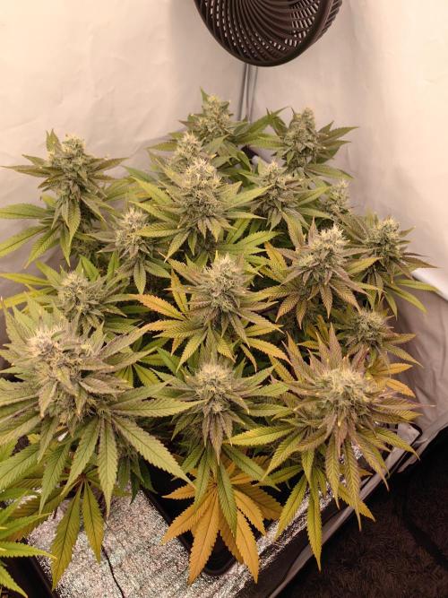 The different ladys. Week 13