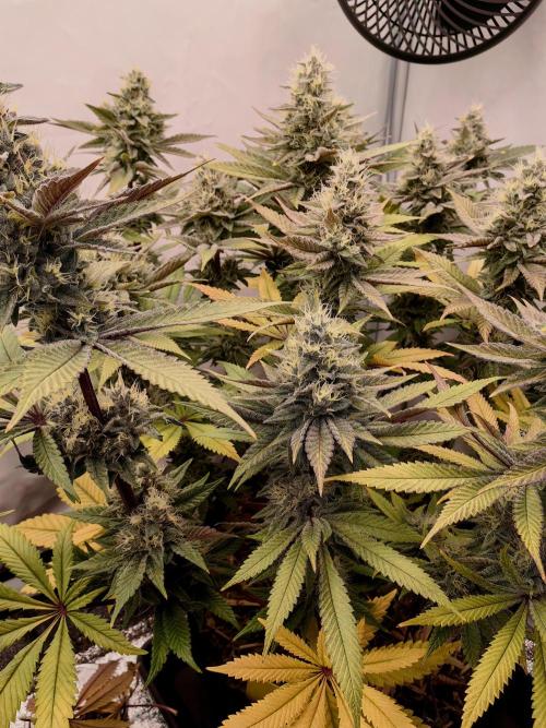 The different ladys. Week 13