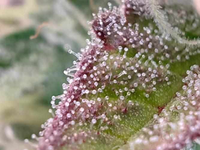 The different ladys. Week 13