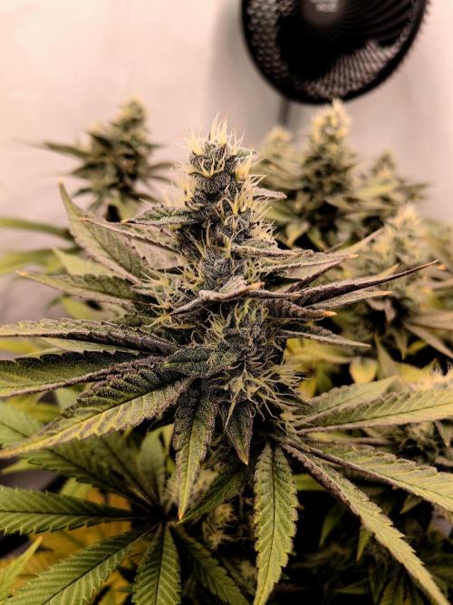 The different ladys. Week 13