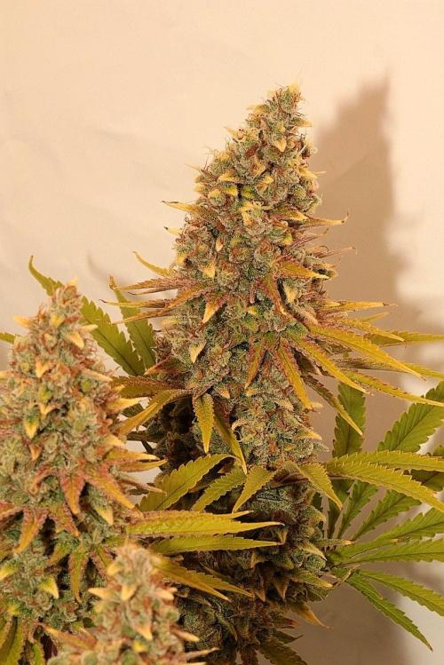 The different ladys. Week 14 - Gelato biggest one 