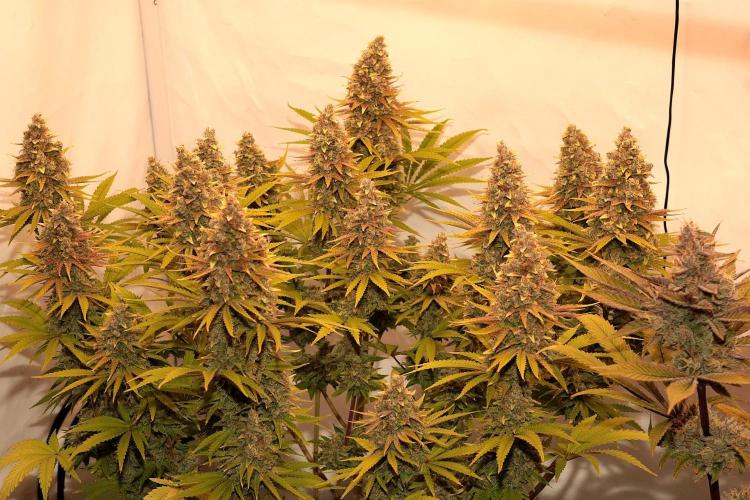 The different ladys. Week 14 - Gelato 