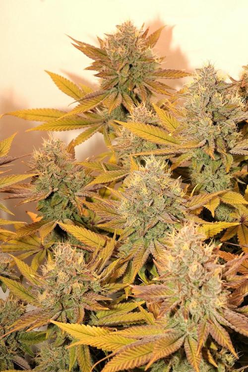 The different ladys. Week 14 - Ultra violett GMO 