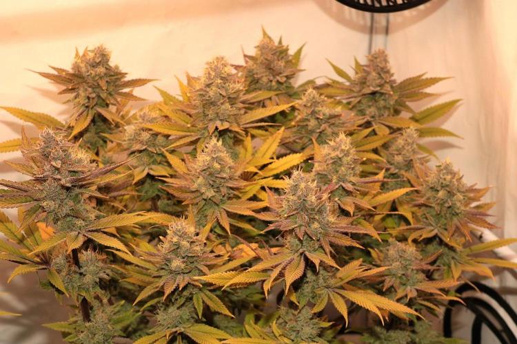 The different ladys. Week 14 - Ultra violett GMO 