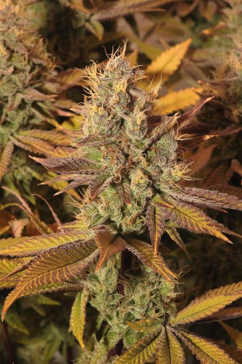 The different ladys. Week 14 - Ultra violett GMO 