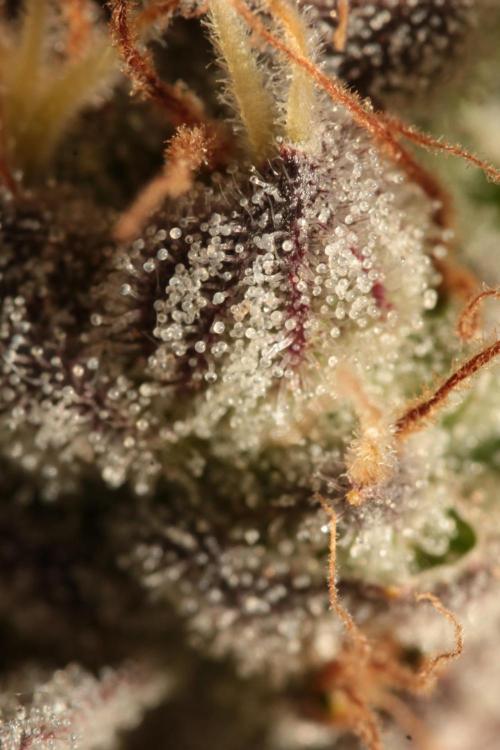 The different ladys. Week 14 - Ultra violett GMO Trichome 