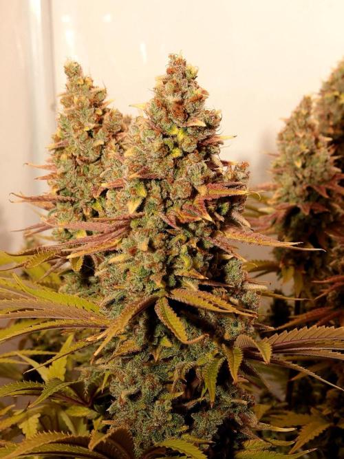 The different ladys. Week 15 - Gelato bud