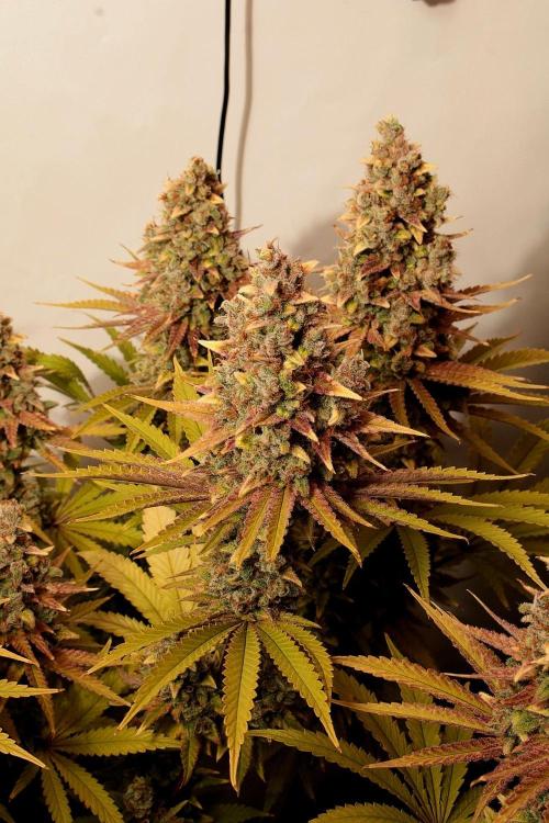 The different ladys. Week 15 - Gelato bud