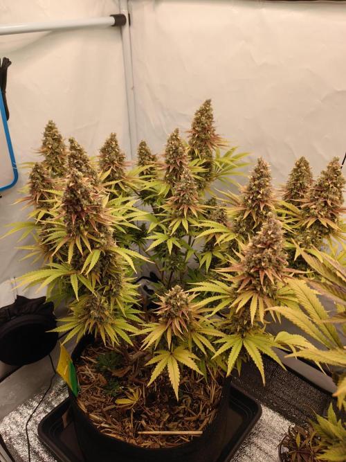 The different ladys. Week 15
