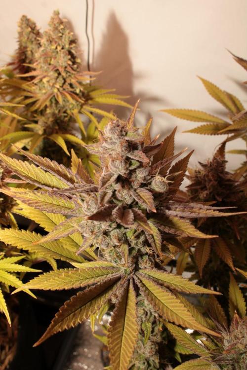 The different ladys. Week 15