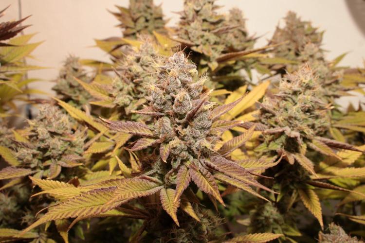 The different ladys. Week 15