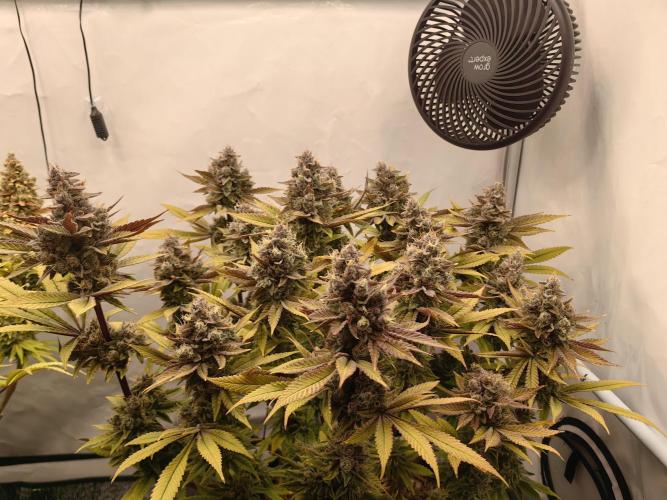 The different ladys. Week 15