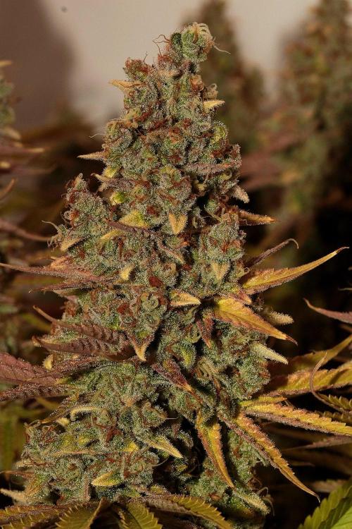 The different ladys. Week 15 - Gelato yumi