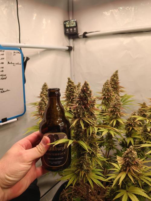 The different ladys. Week 15 - Flaschen mass