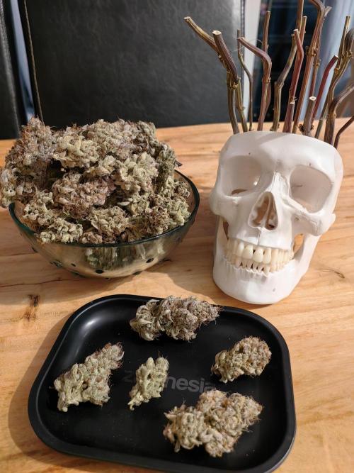 The different ladys. Week 16