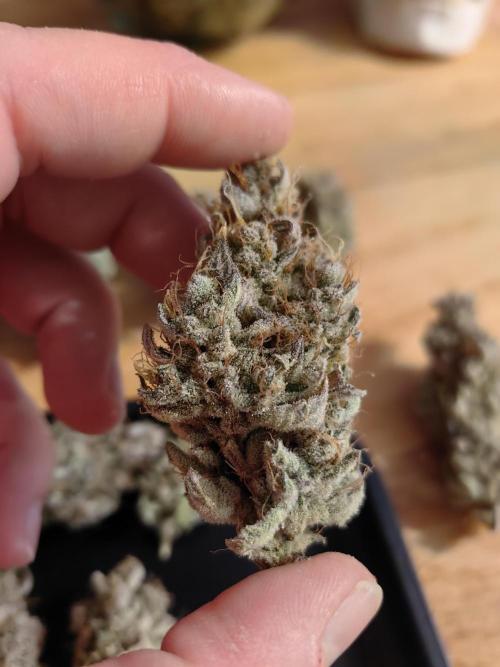 The different ladys. Week 16