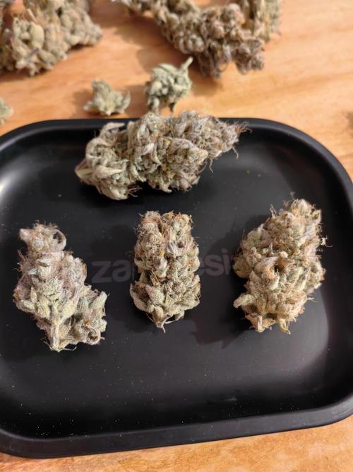 The different ladys. Week 16