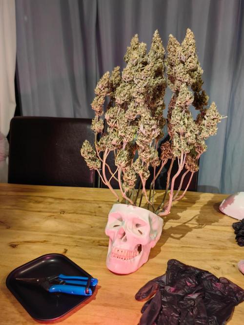 The different ladys. Week 16