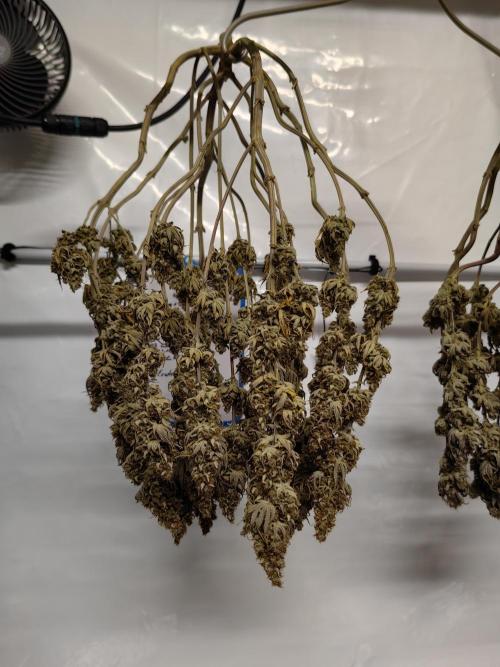 The different ladys. Week 16