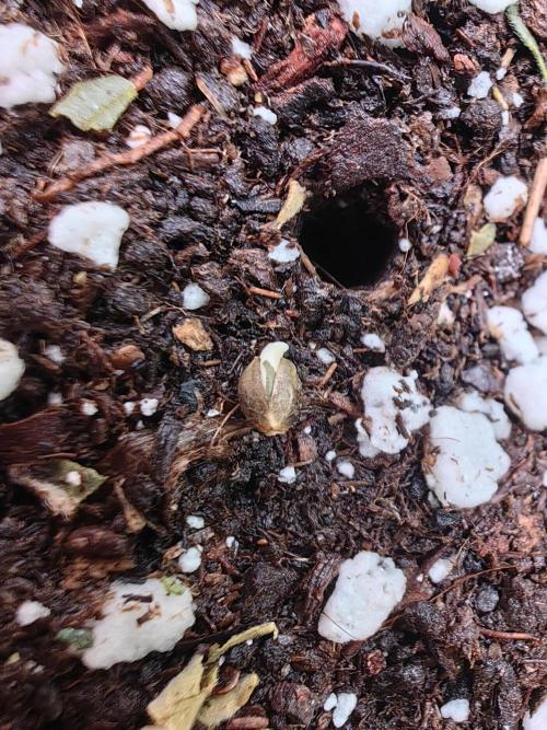 Sativa Domina's. Week 0