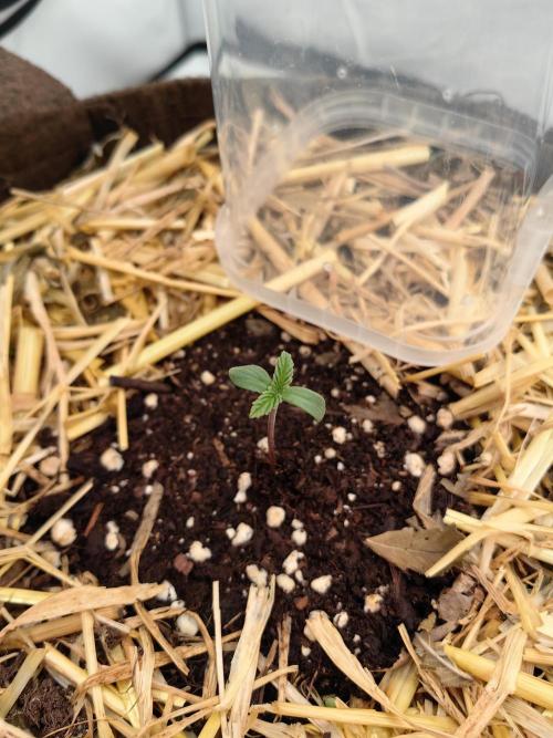 Sativa Domina's. Week 1 - The real amnesia