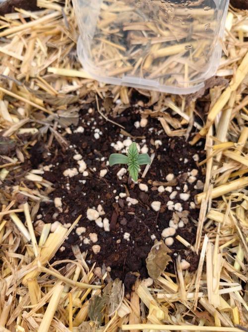 Sativa Domina's. Week 1 - Strawberry ak