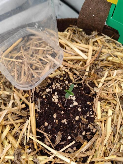 Sativa Domina's. Week 1 - Mimosa gusher