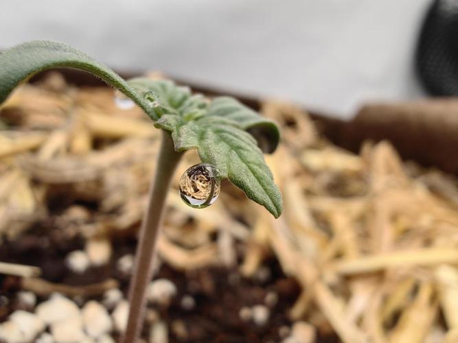 Sativa Domina's. Week 1