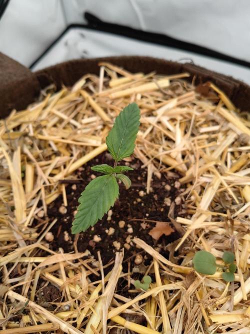 Sativa Domina's. Week 2 - The real amnesia