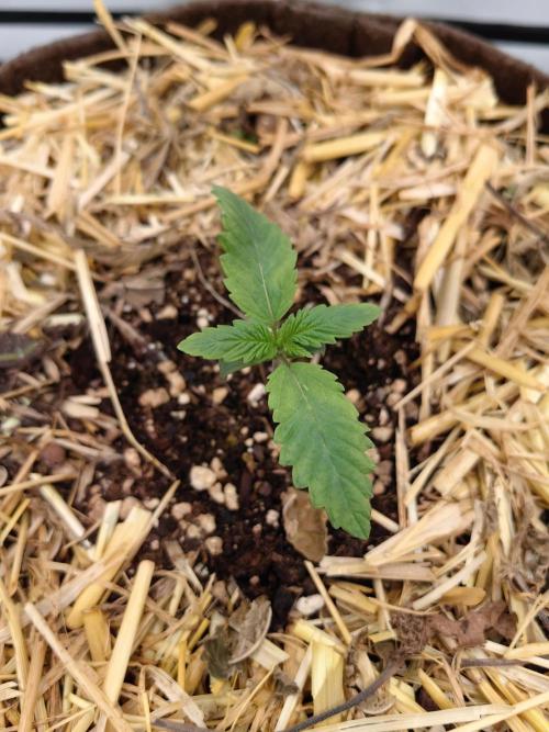 Sativa Domina's. Week 2 - Strawberry Akeil