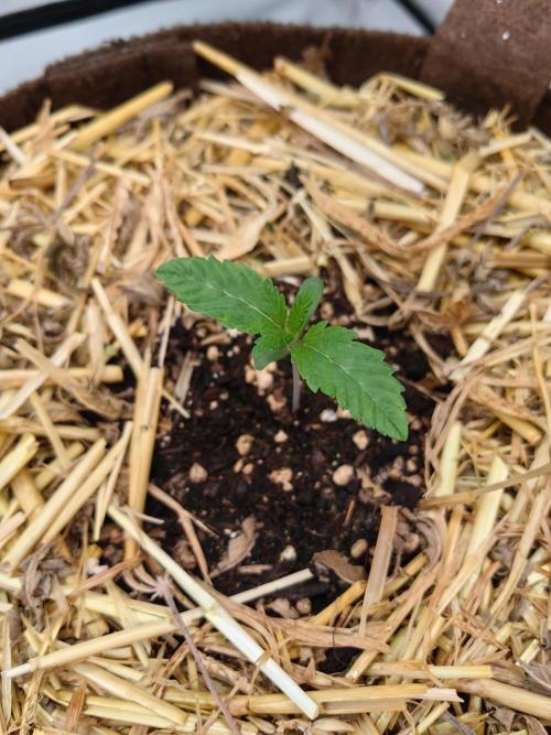 Sativa Domina's. Week 2 - Mimosa gusher 