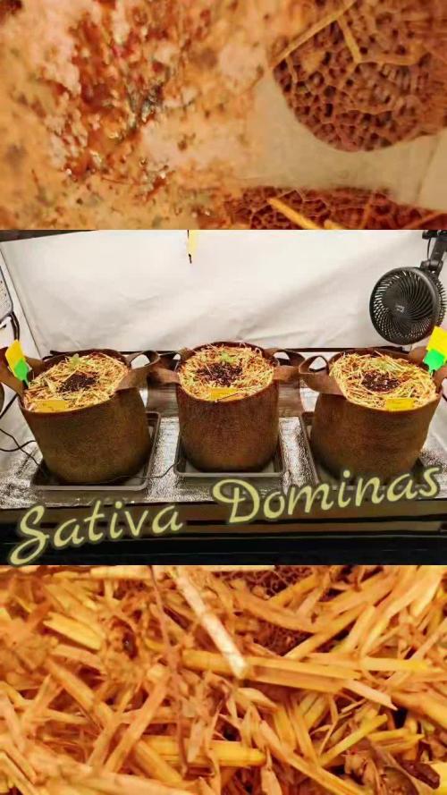 Sativa Domina's