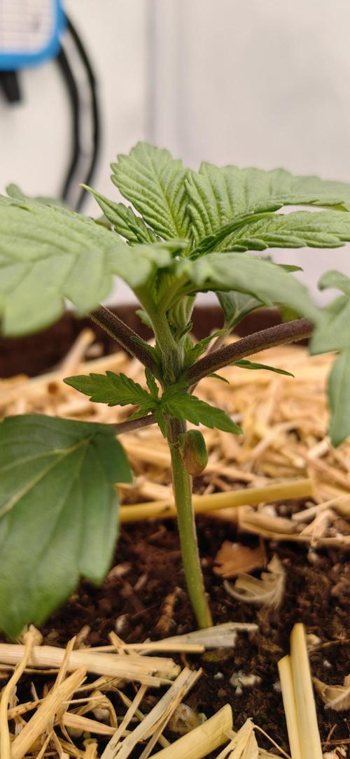 Sativa Domina's. Week 3 - Triebe der amnesia 