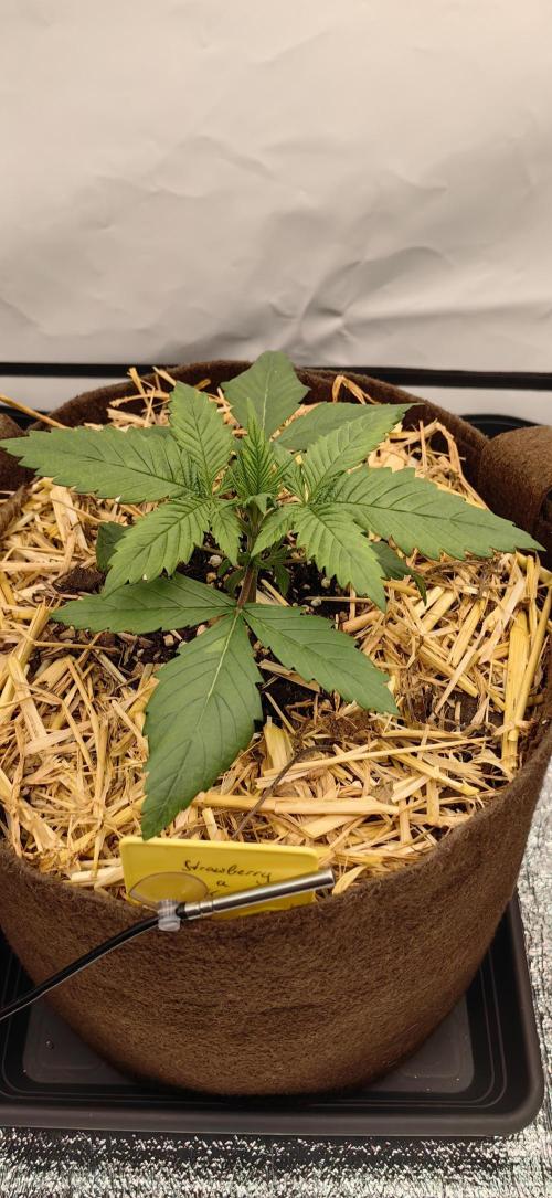 Sativa Domina's. Week 3 - Strawberry akeil 